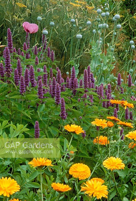 Agastache foeniculum - Pursh Kuntze or Anise Hyssop,  Calendula officinalis - Marigolds and Papaver somniferum seedheads in a Potager Garden. RHS Gardens, Rosemoor