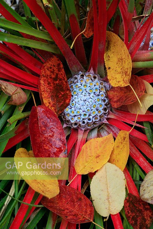 Fallen leaves of the Amelanchier lamarckii - Snowy Mespilus, in the centre of Fascicularia bicolor - Hardy Bromeliad