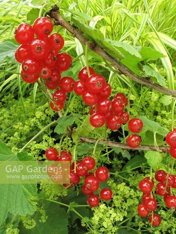 Ribes rubrum - Redcurrant 'Rovada' and Alchemilla mollis - Ladys Mantle                           