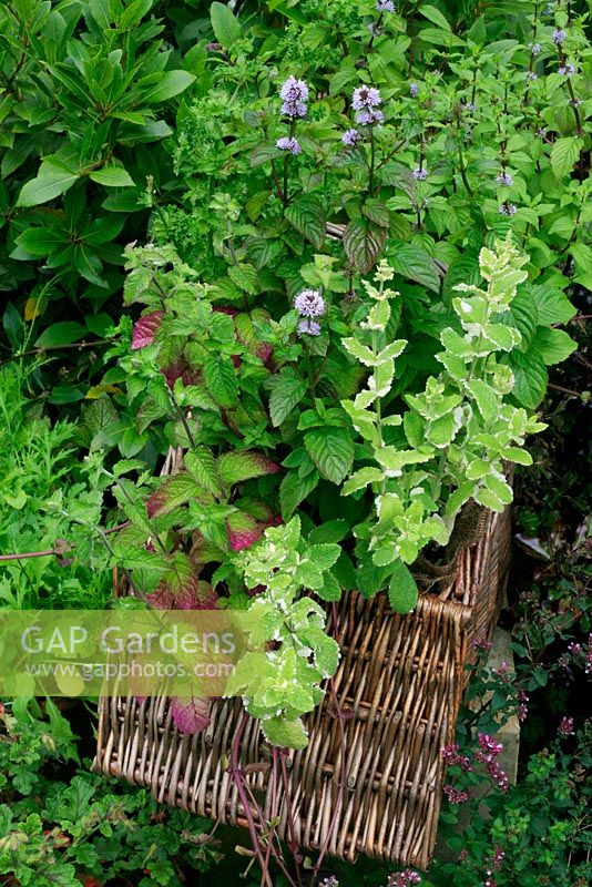 Old wicker picnic basket lined with hessian and planted with assorted Mentha - Mint.  Ginger Mint, Spearmint, curly leaved Spearmint, variegated Apple Mint, Pineapple Mint and Orange Mint