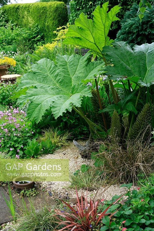 Gunnera manicata as the centrepiece of a gravel garden surrounded by perennials and ornamental grasses.