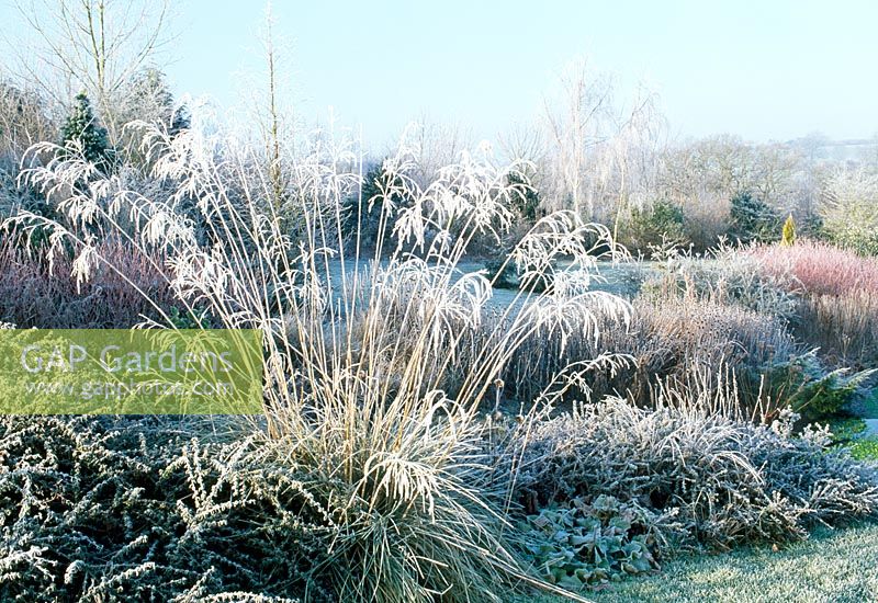 Stipa gigantea in border at Lady Farm, Somerset in hoar frost.