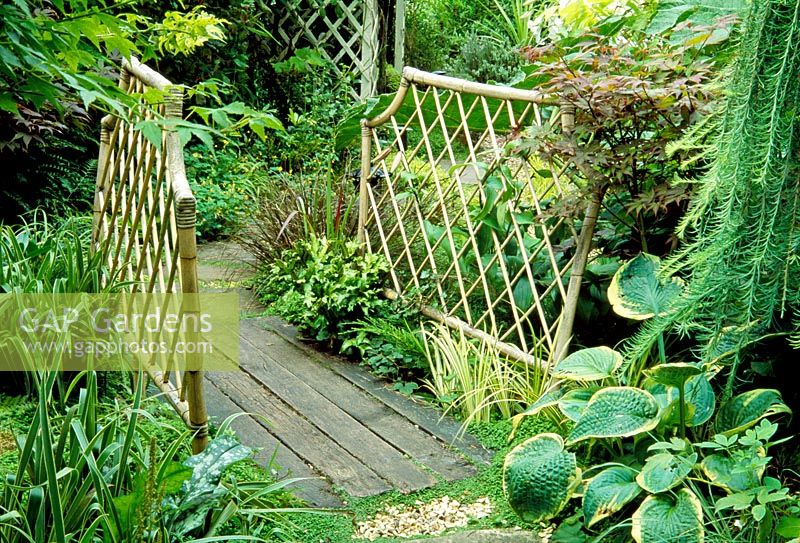 Decked path leading through foliage garden with wooden bridge and bamboo fences. Acer, Gunnera, Carex