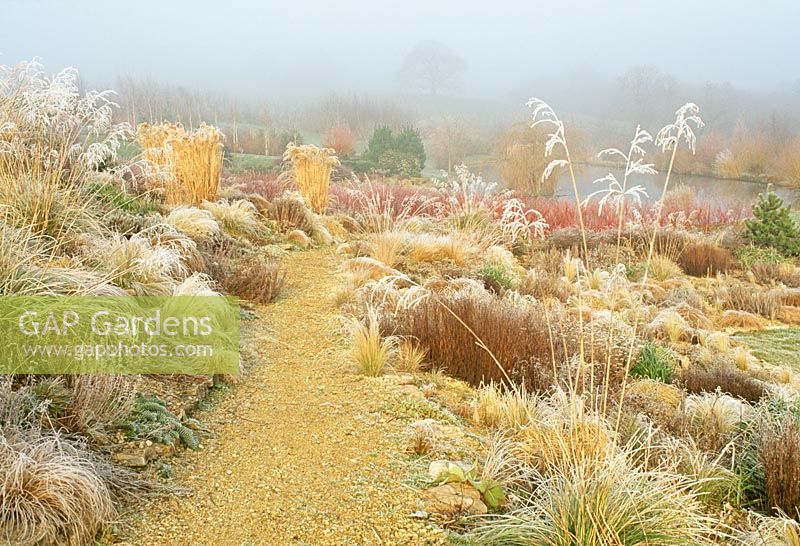Stipa gigantea, Miscanthus 'Gracillimus' and perennial seed heads in steppe garden at Lady Farm, Somerset in hoar frost.
 