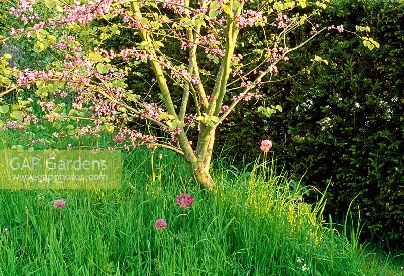 Cercis siliquastrum - Judas Tree in flower meadow with Alliums in late Spring. Fovant Hut Garden, Wilts