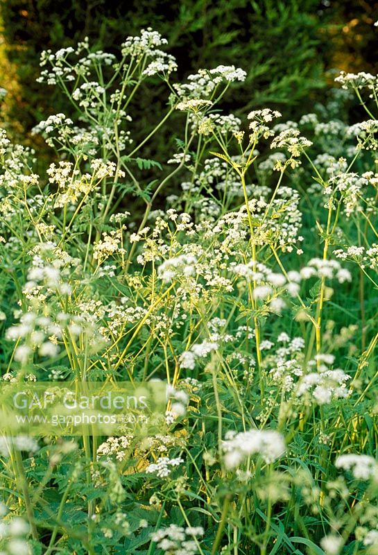 Anthriscus sylvestris - Cow Parsley in flower meadow. Fovant Hut Garden, Wilts