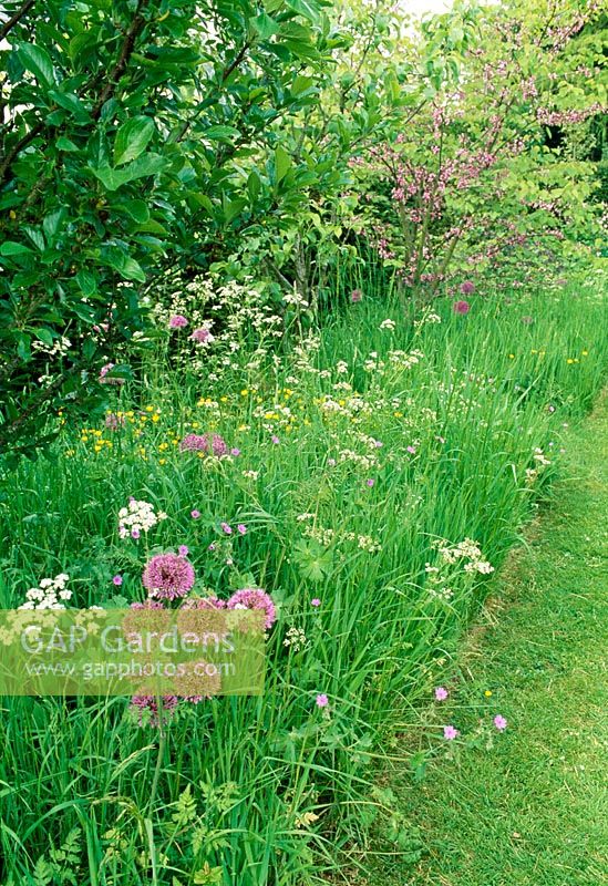 Semi-wild flower meadow. Anthriscus sylvestris - Cow parsley, Alliums, Cercis siliquastrum - Judas Tree. Fovant Hut Garden, Wilts