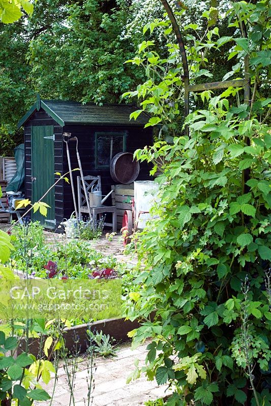 View of potager with raised beds and painted garden shed with tools