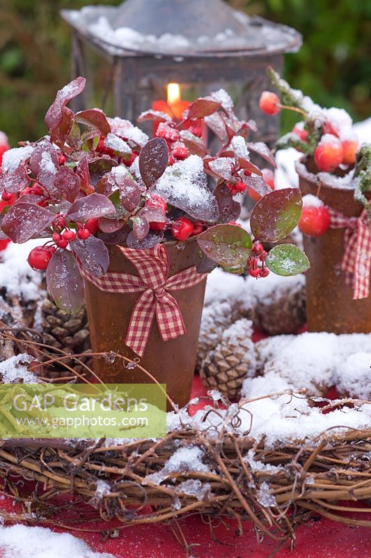 Snowy Gaultheria mucronata in rusty pots with ribbons
