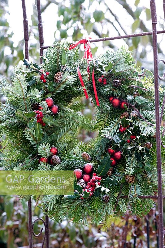 Frosty Pinus - Pine wreath with Ilex - Holly, cones and baubles hanging in garden