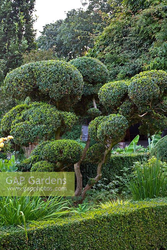 Cloud tiered Buxus - Box topiary