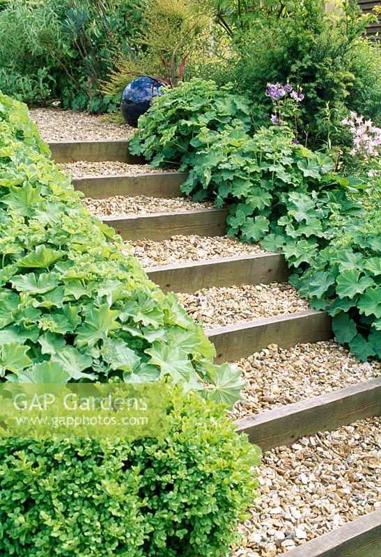 Wooden steps with pea shingle, edged with Alchemilla Mollis. Late Spring, Fovant Hut Garden, Wilts