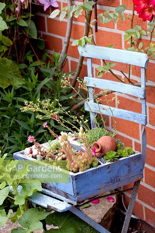 Blue wooden trough on chair planted with Sempervivum - Houseleeks