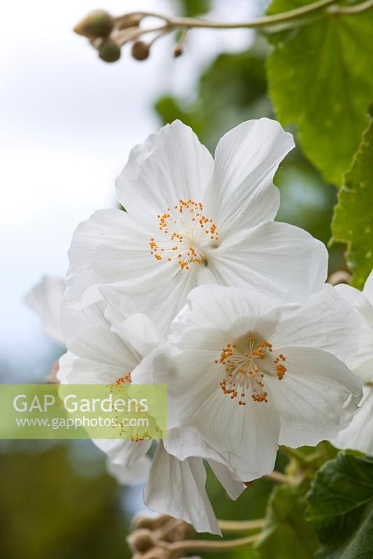 Abutilon vitifolium 'Tennant's White'