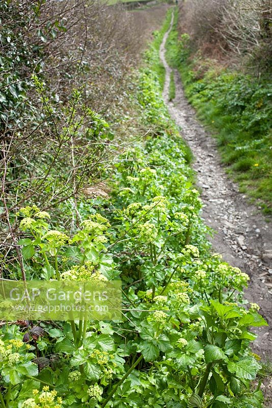 Country lane with Smyrnium olusatrum -Alexanders, in early spring