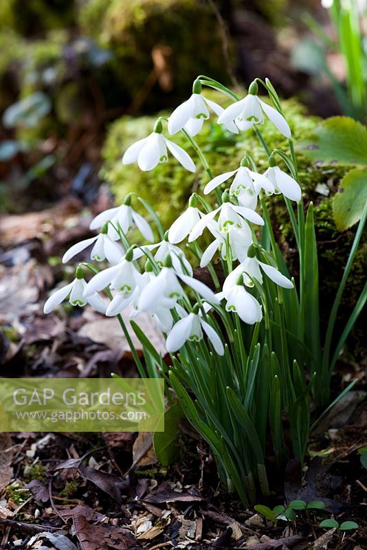 Snowdrops in a clump in wooded garden