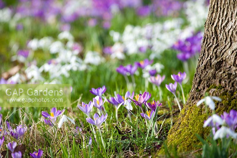 Drifts of spring bulbs including Galanthus - Snowdrops, Crocus tomasinianus and Eranthis hyemalis - Winter aconite, at Broadleigh Gardens