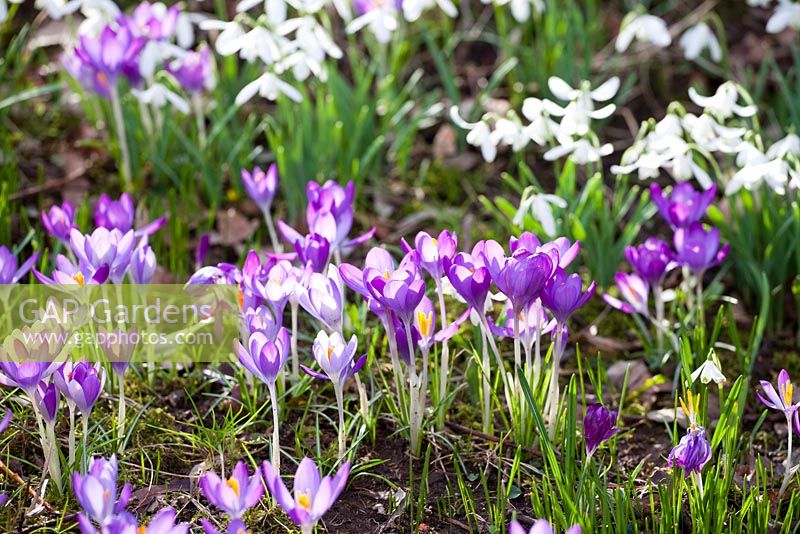 Drifts of spring bulbs including Galanthus - Snowdrops, Crocus tomasinianus and Eranthis hyemalis - Winter aconite, at Broadleigh Gardens
 
