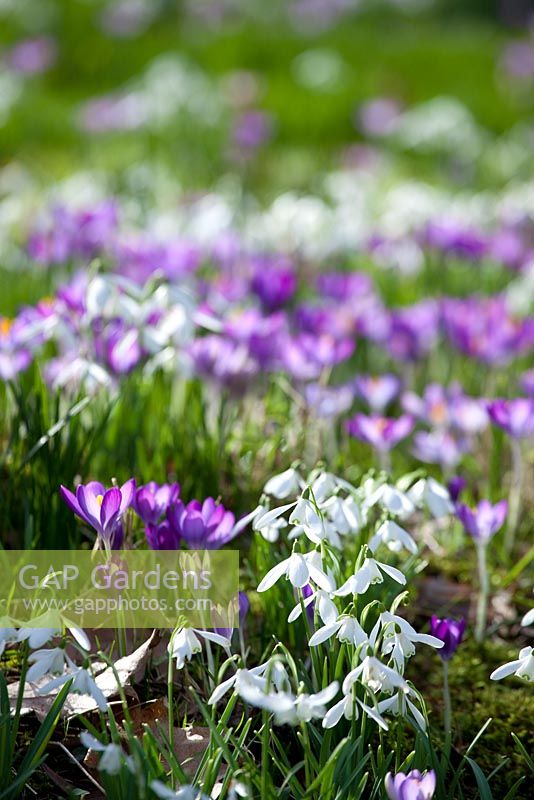 Drifts of spring bulbs including Galanthus - Snowdrops and Crocus tomasinianus at Broadleigh Gardens
 

