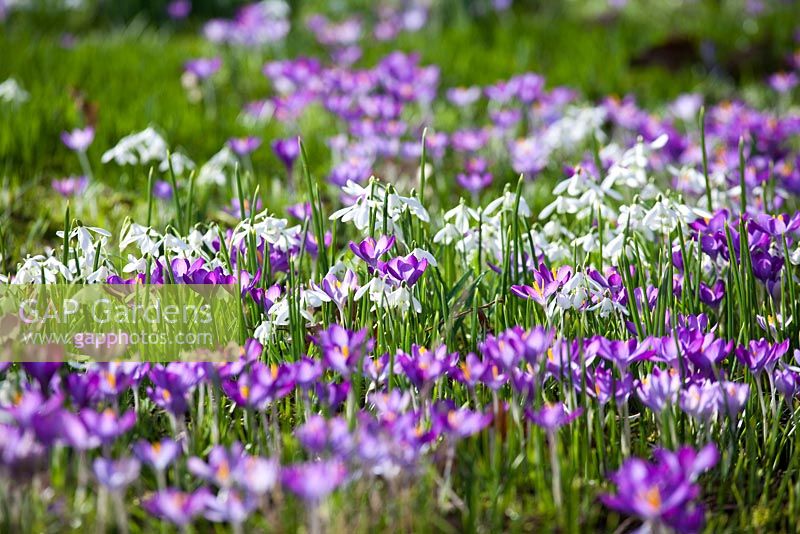 Drifts of spring bulbs including Galanthus - Snowdrops and Crocus tomasinianus at Broadleigh Gardens 