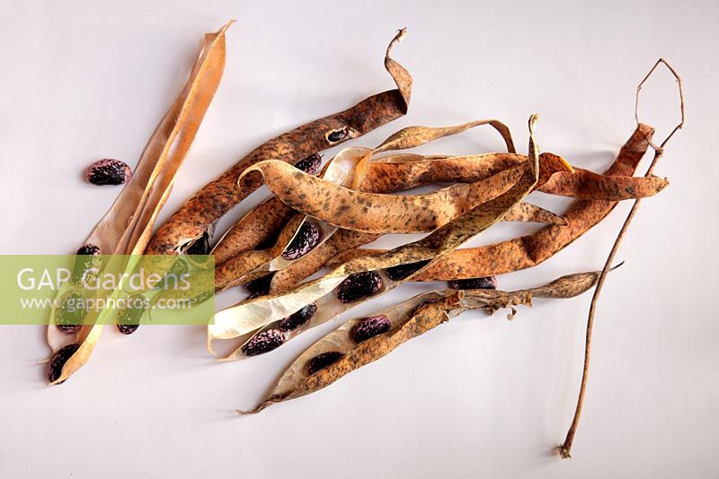 Runner Bean 'Streamline' dried pods ready to extract the seeds