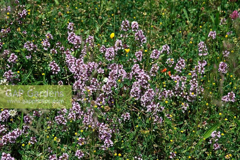 Thymus serphyllum - Thyme growing in the wild