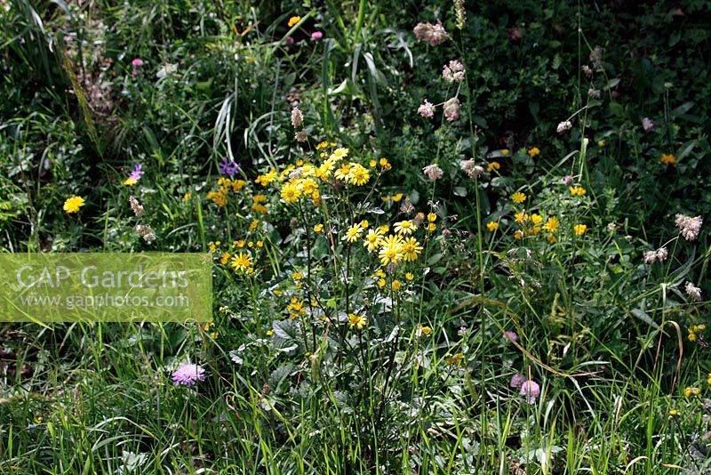 Arnica montana growing wild in Picos de Europa, Spain
