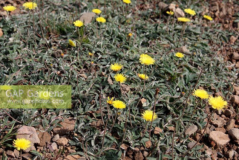 Pilosella officinarum syn Hieracium pilosella - Mouse Ear Hawkweed, on open ground at 1300m above Fuente De, Picos de Europa, Spain