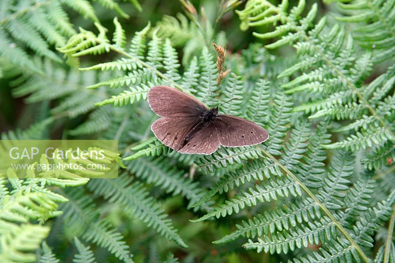 Arethusana arethusa - Ringlet Butterfly resting on Pteridium aquilinum - Bracken