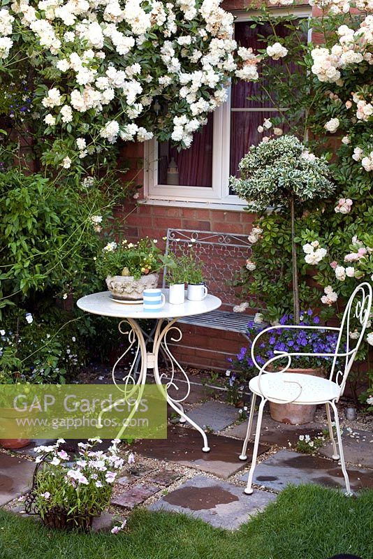 Small sunny terrace in an urban garden. White table and chairs backed by Rosa 'Snowgoose' and Rosa 'Ghislaine de Feligonde'