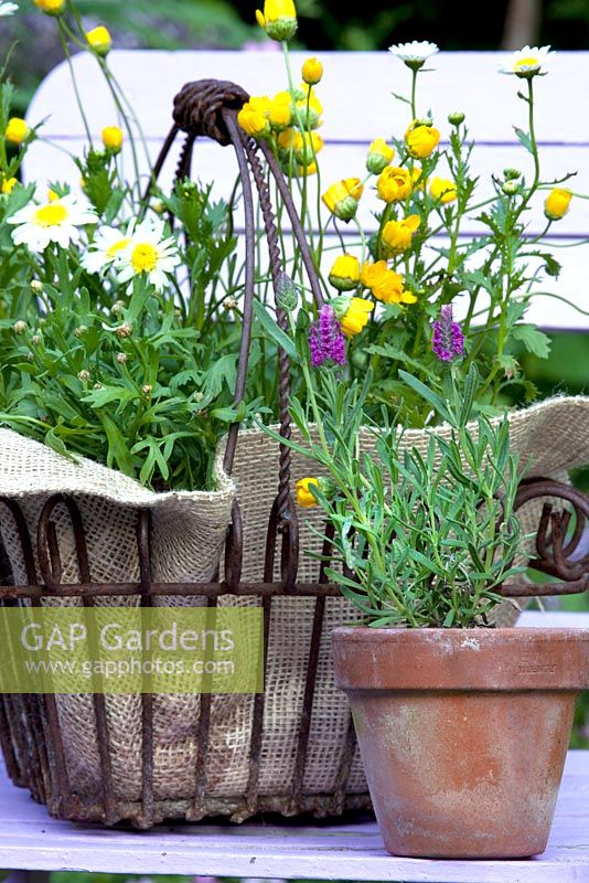 Lavandula - Lavender in a pot with Chrysanthemum in a basket