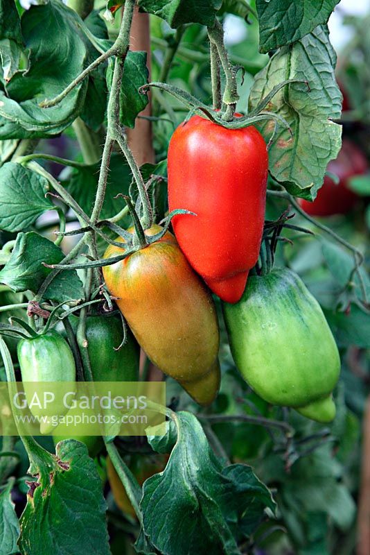 Lycopersicum - Heritage Tomato 'Cornue des Andes'