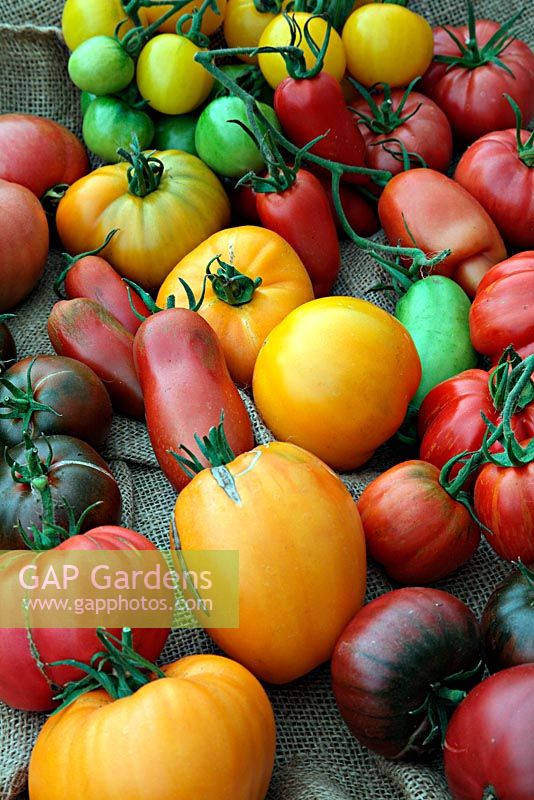 Home grown Heritage Tomatoes - from back to front - - the yellows - 'Golden Queen', 'Native Sun' and at front 2 'Coeur du Boeuf - Orange'. Reds to the left of these - 'Faworyt', 'Torrino' - plum shaped, 'Paul Robeson' and Coeur du Boeuf'. Reds on the right - 'Omar's Lenanese', Cornue des Andes', 'Striped Cavern', 'Crimean Black'.