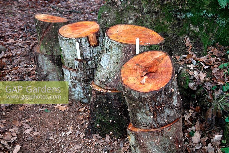 Innoculating Alnus glutinosa - Alder rounds with plugs of edible fungi - about 30 plugs are inserted in each round. Logs are stacked in a shady moist site. On left are Pleurotus ostreatus - Oyster Mushroom, and on right are Lentinus edodes - Shiitake