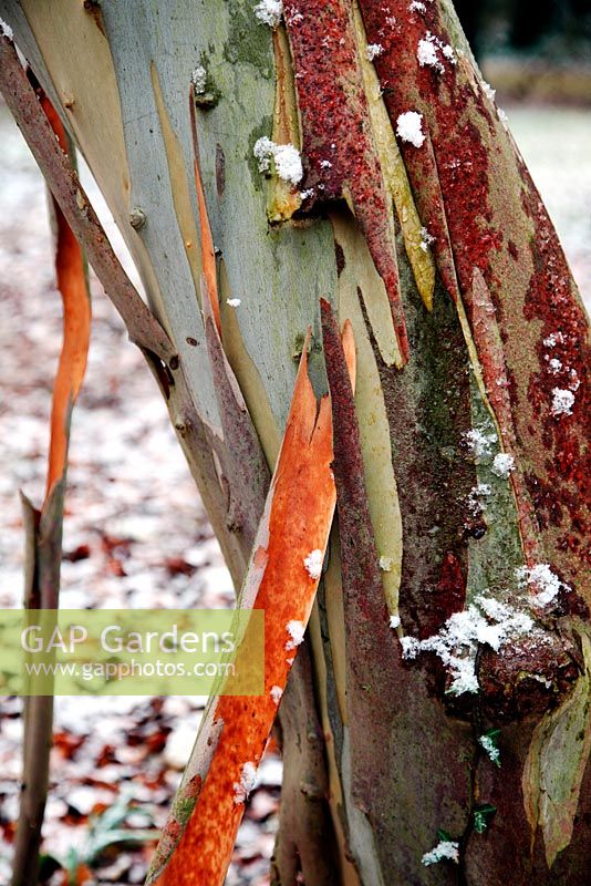 Eucalyptus pauciflora subsp. niphophila AGM shedding bark in winter