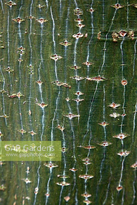 Acer capillipes AGM  - Snake Bark Maple