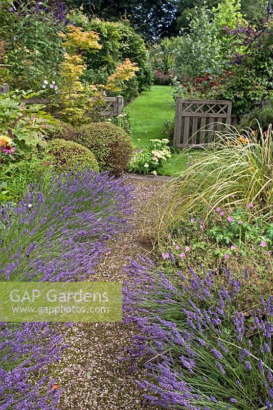 Gravel path edged with Lavandula - Lavender. Geraniums, Buxus ball and Acer palmatum at the end. Millennium Garden, Lichfield NGS