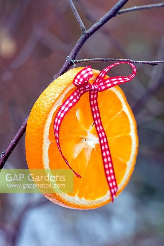 Ribbon and orange slice tied to a tree branch. Outdoor Christmas decorations