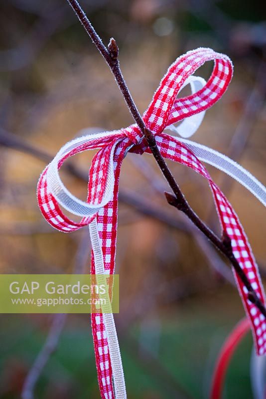Ribbons tied to a tree branch. Outdoor Christmas decorations