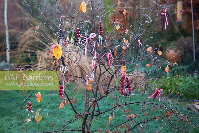 Tree decorated with fruit and ribbons.  Outdoor Christmas decorations