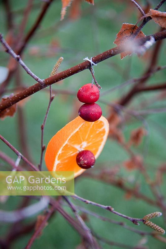 Orange slice decorated with cranberries tied to a tree branch. Outdoor christmas decorations