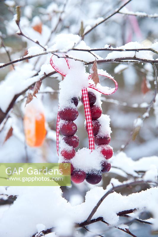 Cranberry and ribbon ring tied to a tree branch. Outdoor Christmas decorations