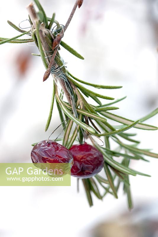 Rosemary and cranberries used as an outdoor christmas decoration