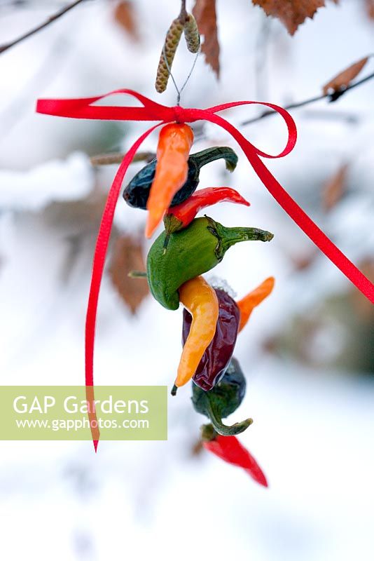 A string of chillis decorated with ribbon used as an outdoor christmas decoration