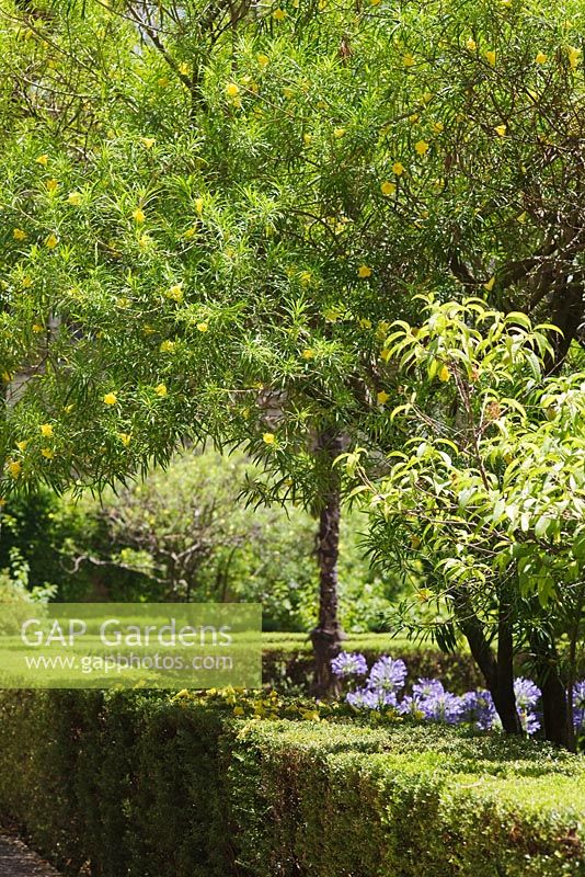 Thevetia peruviana syn. Thevetia nerii - Yellow Oleander