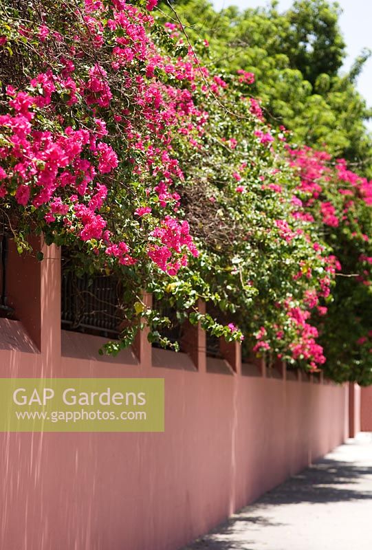 Bougainvillea and pink wall