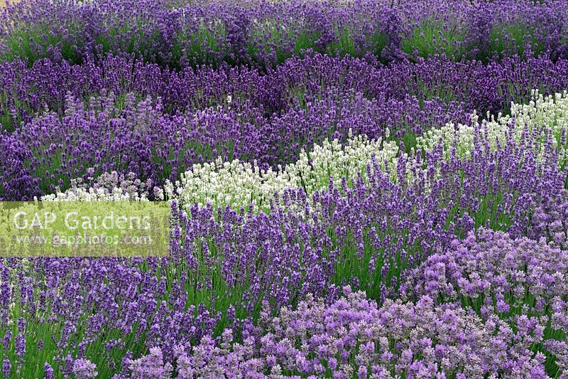 Rows of mixed colour Lavenders. Downderry Lavenders, Kent