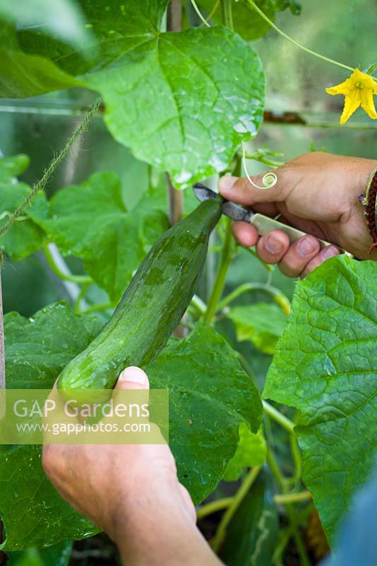 Harvesting a Cucumber with a knife