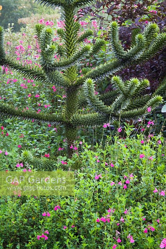 Araucaria araucana - Monkey Puzzle Tree, with Salvia microphylla 'Pink Blush' in the foreground and S. m. 'Wild Watermelon' at the back