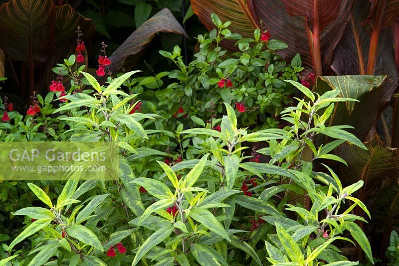 Salvia leucantha 'Eder' - variegated with Salvia 'Silas Dyson'